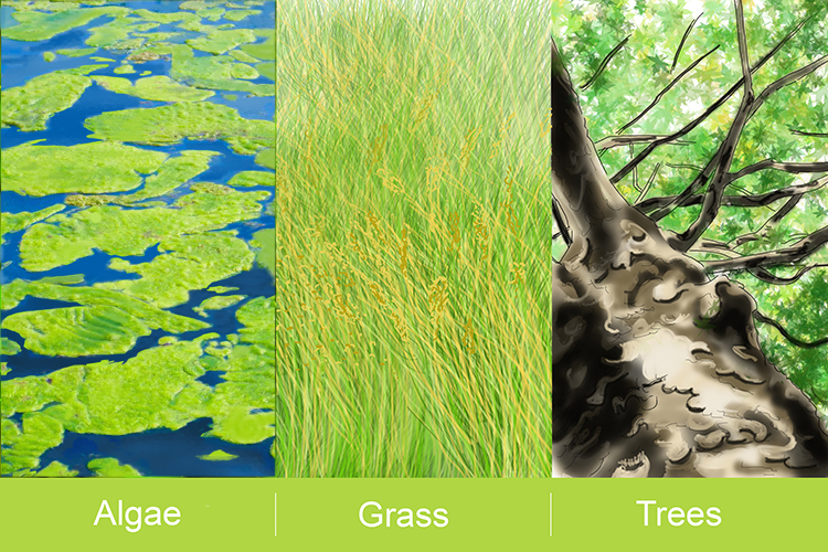 Examples of producers can be algae, grass and trees